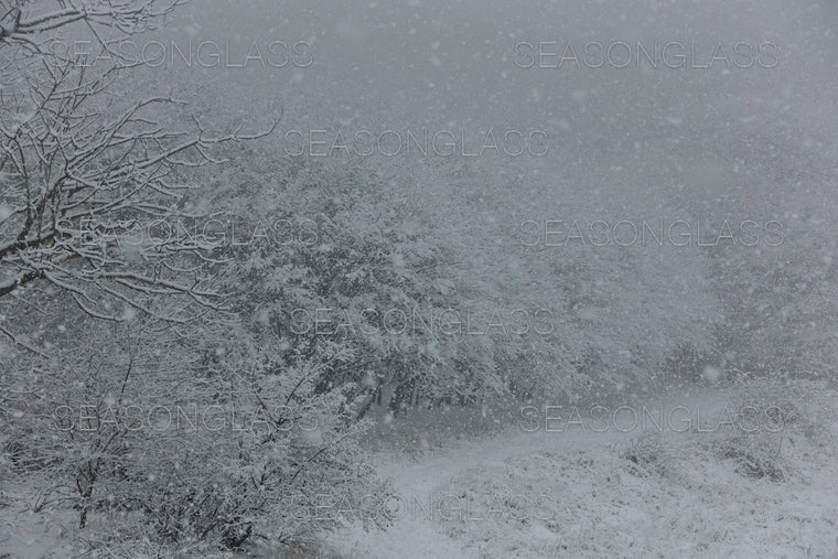 Maple Trees in Winter
