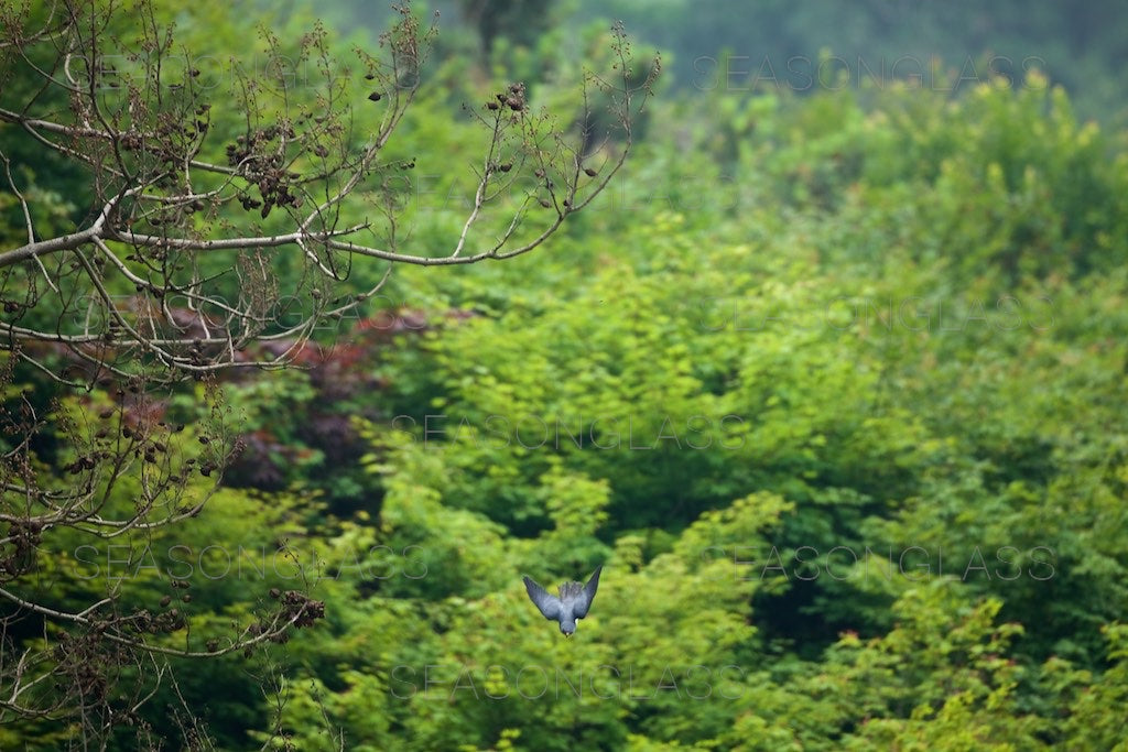 Chinese Sparrowhawk