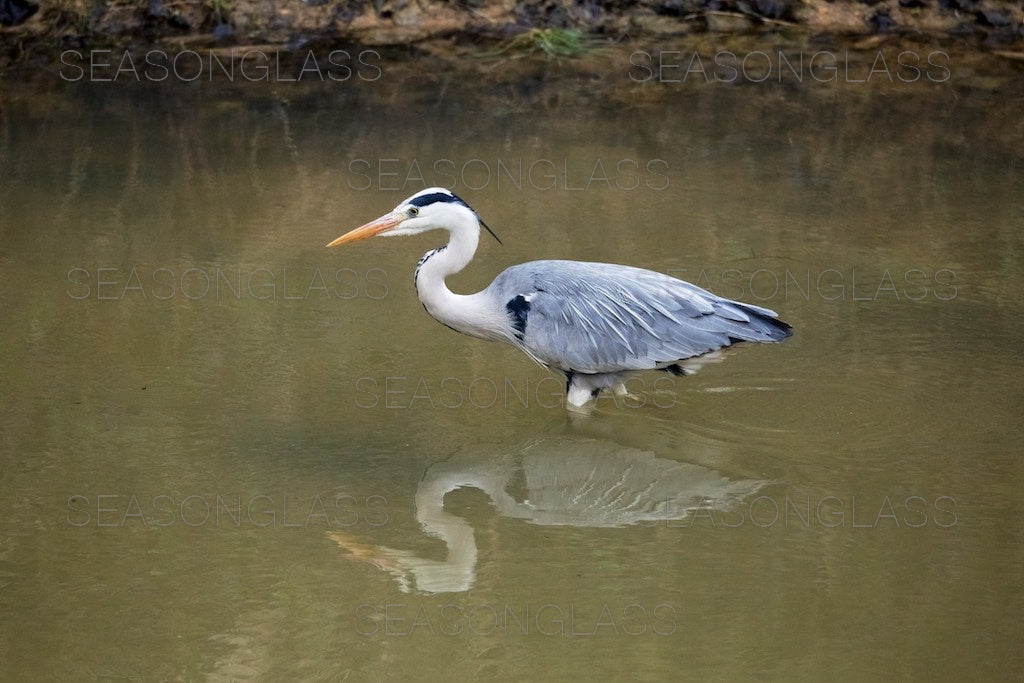 Grey Heron