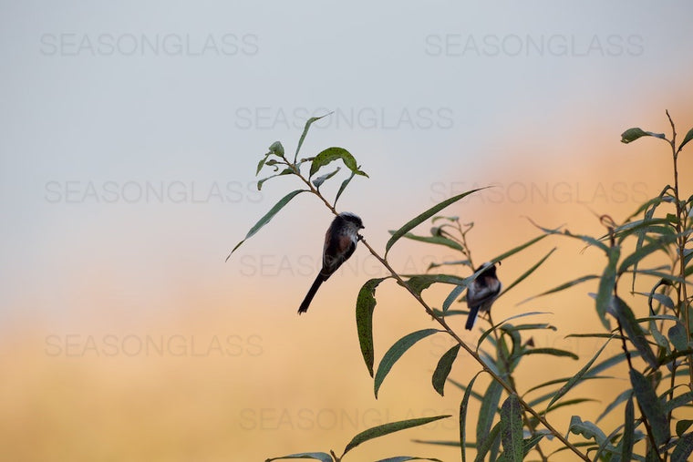 Long-tailed Tits