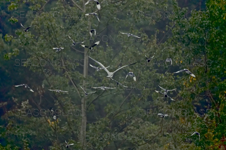 Magpies and Grey Heron