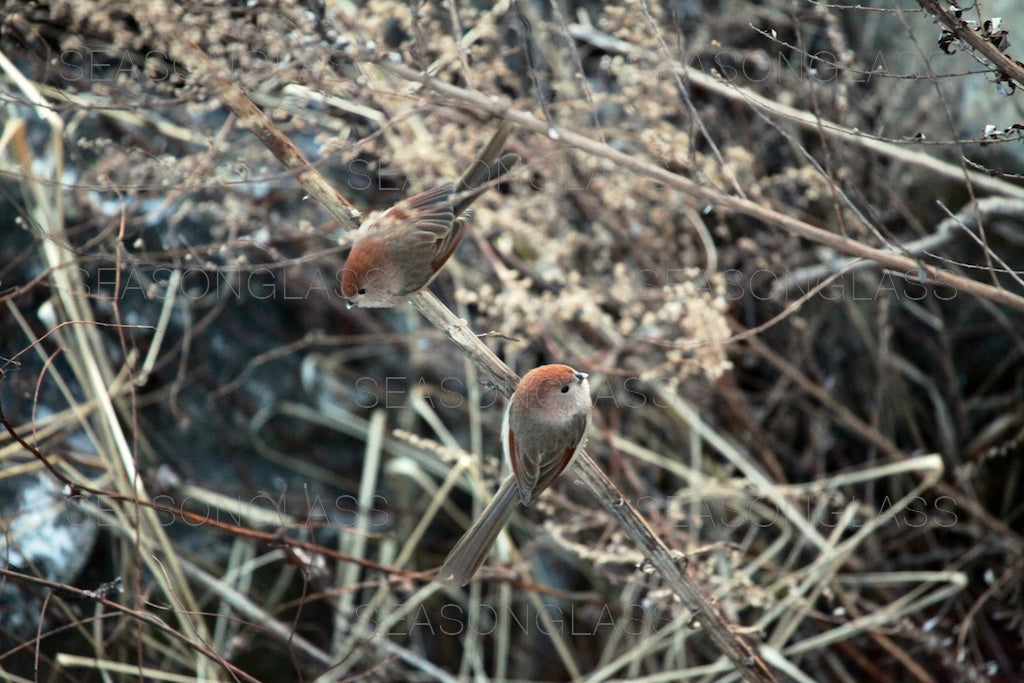 Vinous-throated Parrotbills