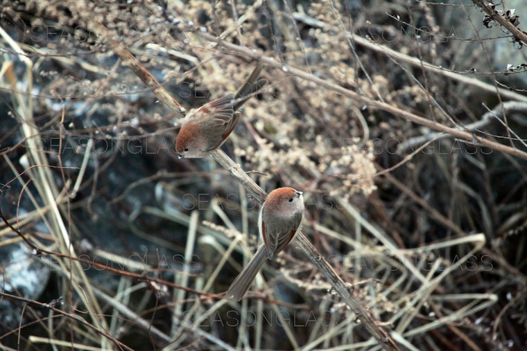 Vinous-throated Parrotbills