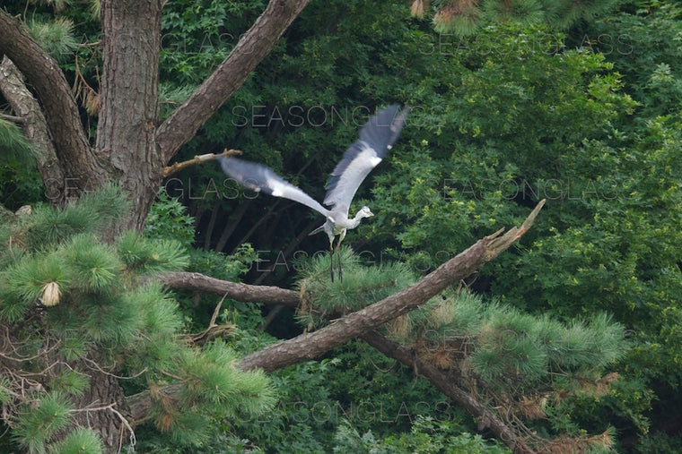 Grey Heron