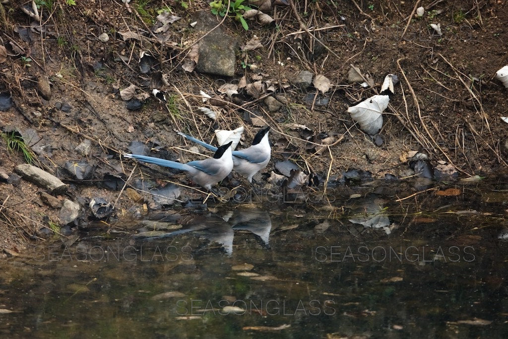 Azure-winged Magpies