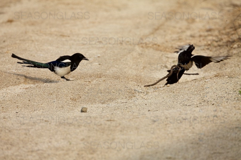 Magpies and Korean Rat Snake