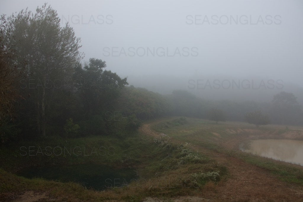 Woods in Autumn Mist