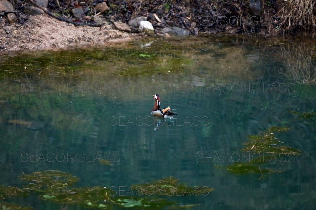 Male Mandarin Duck