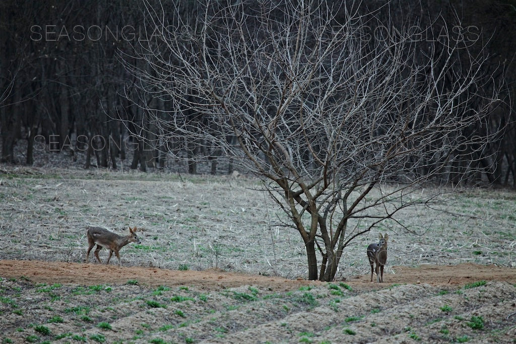 Water Deer