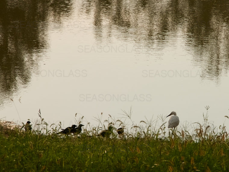 Egret and Ducks