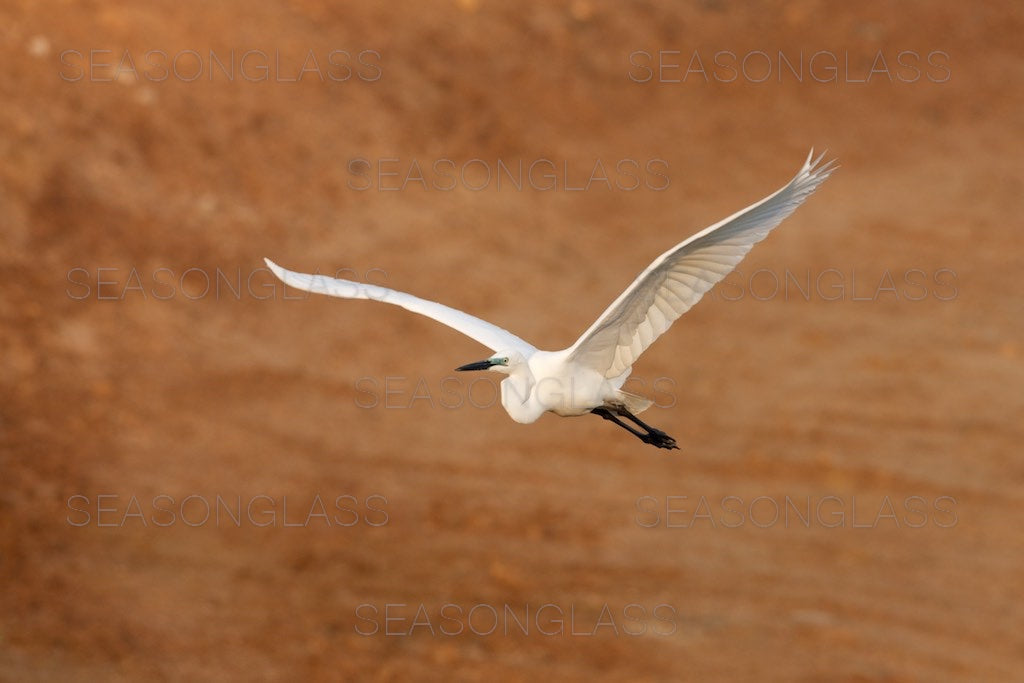 Egret