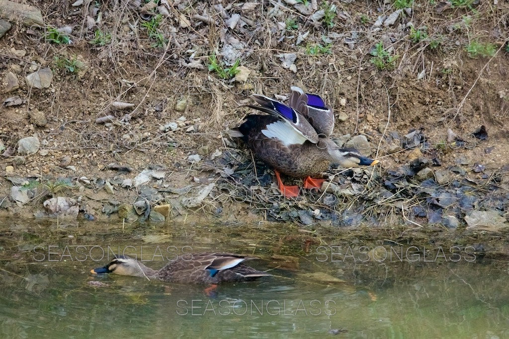 Spot-billed Ducks