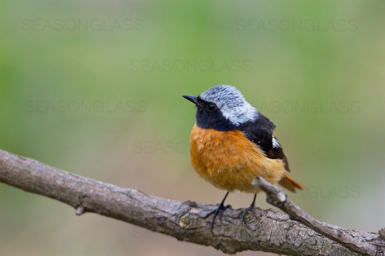 Daurian Redstart