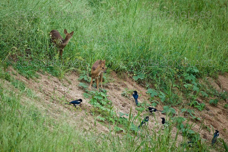 Water Deer and Magpies