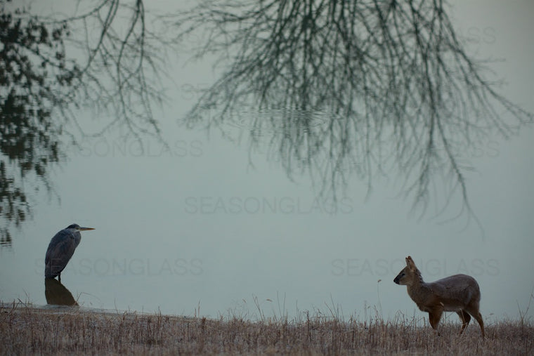 Water Deer and Grey Heron