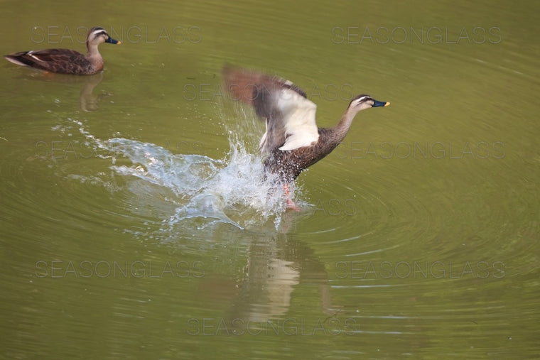 Spot-billed Ducks