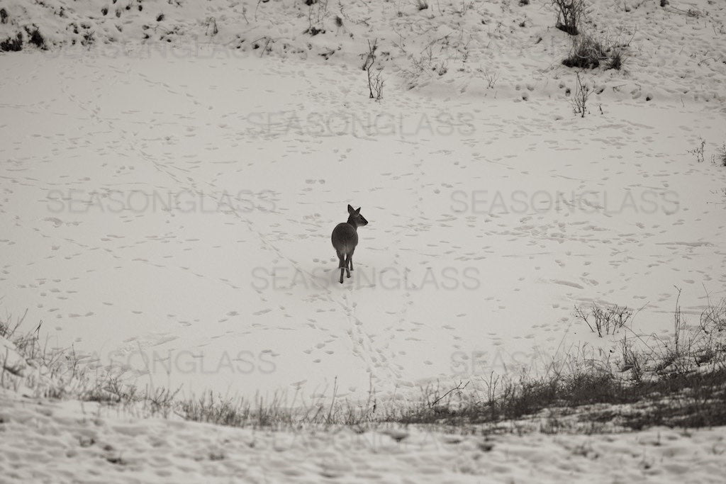 Water Deer