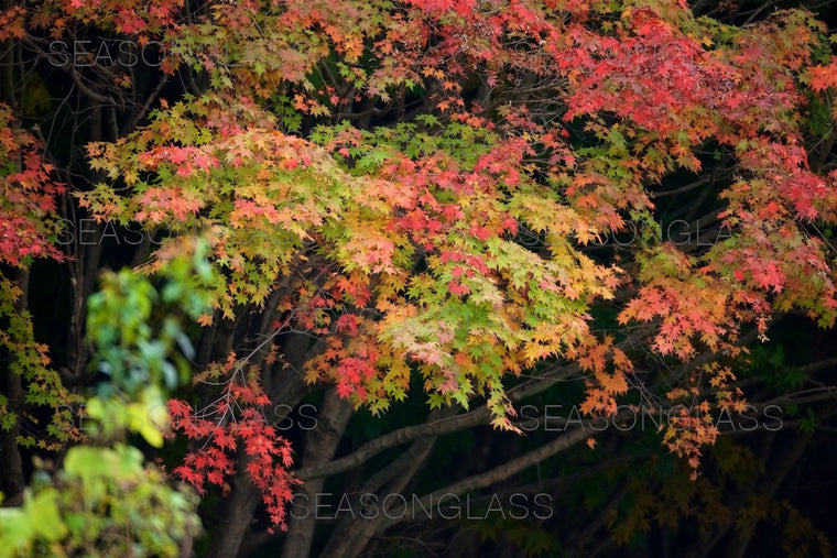 Maple Trees in Autumn