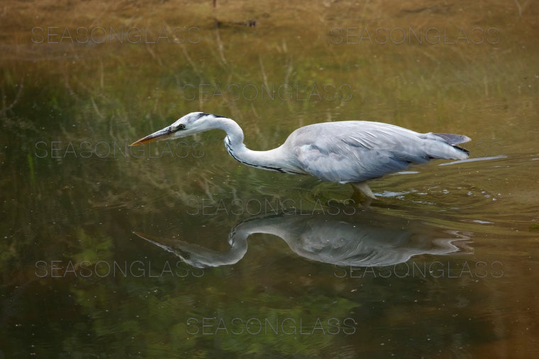 Grey Heron