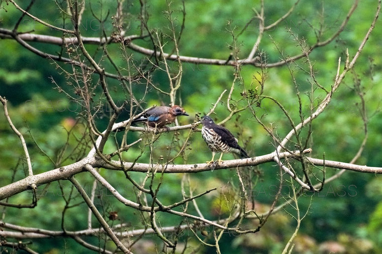 Chinese Sparrowhawk and Eurasian Jay