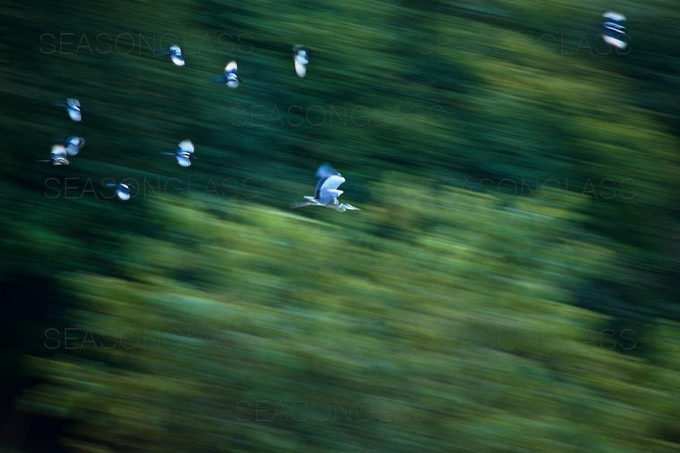 Magpies Harassing Grey Heron