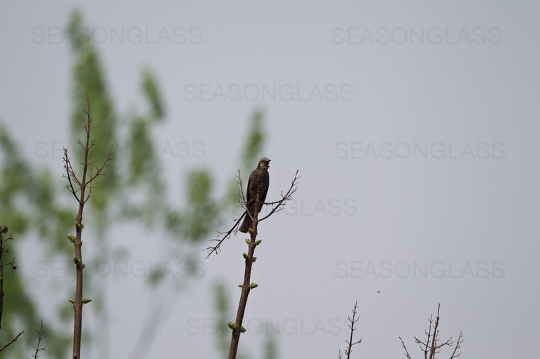 Brown-eared Bulbul