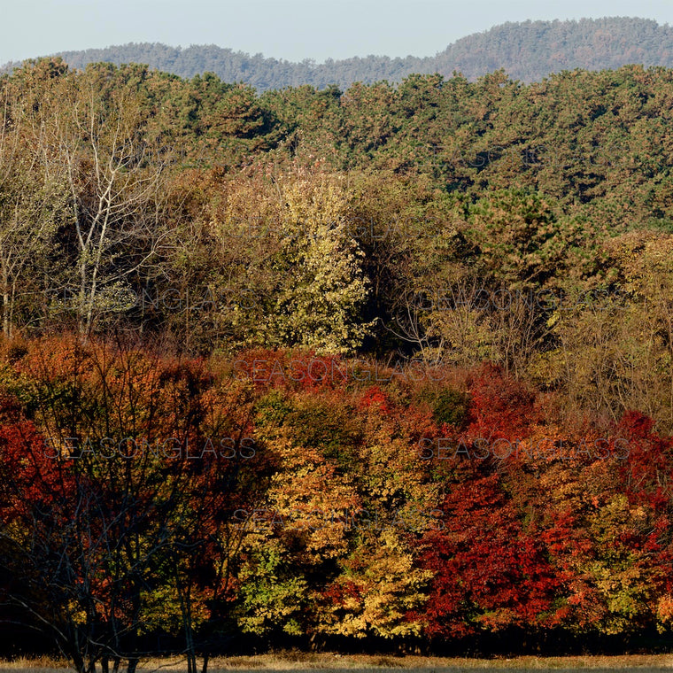 Woods in Autumn
