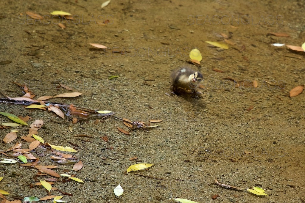 Spot-billed Duckling