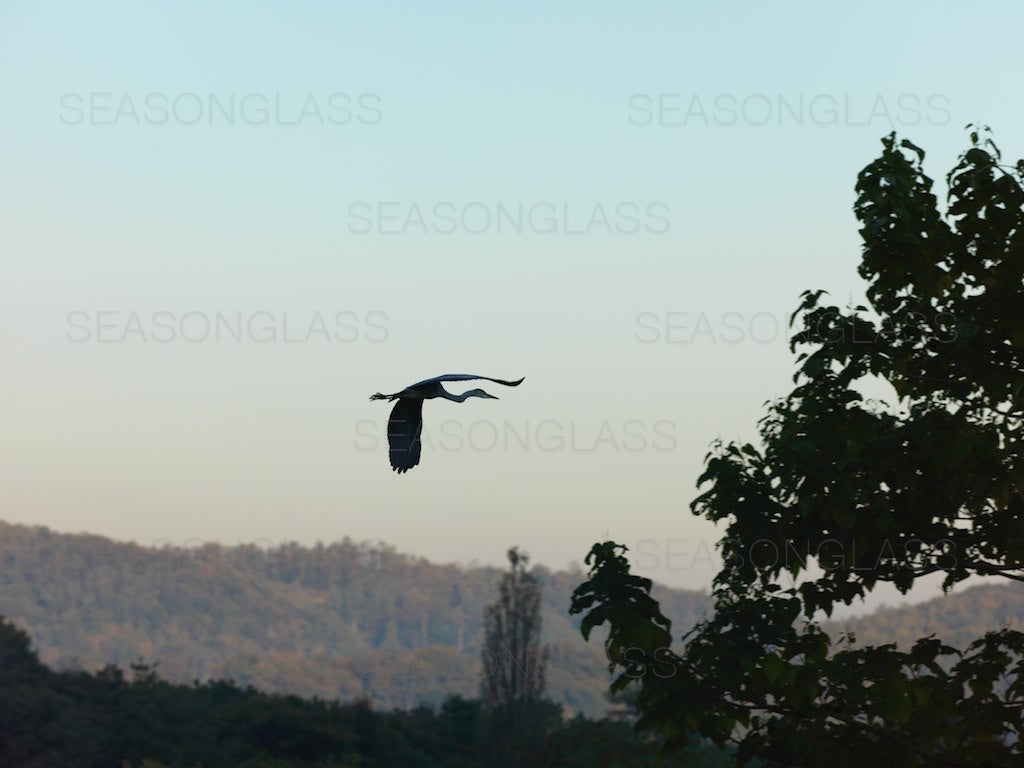 Grey Heron