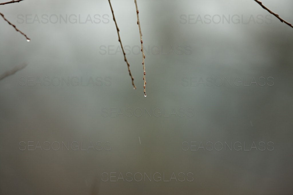 Spring Branches in Rain