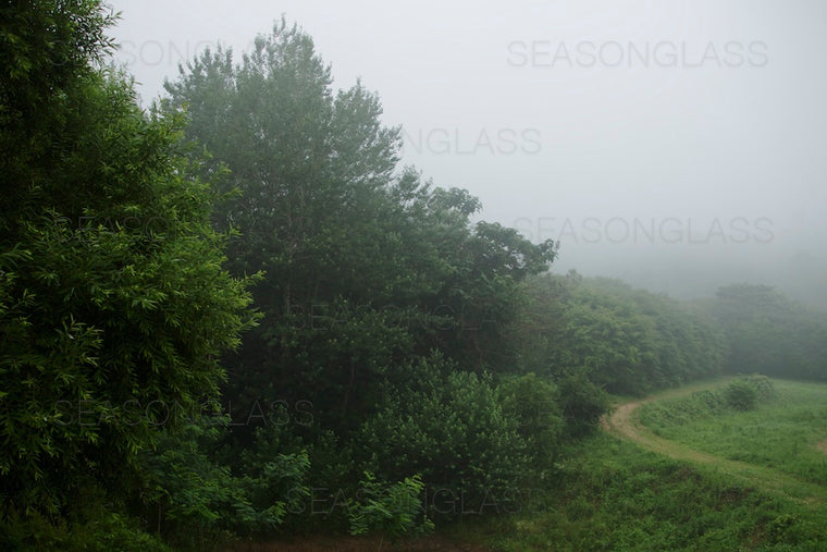 Woods in Summer
