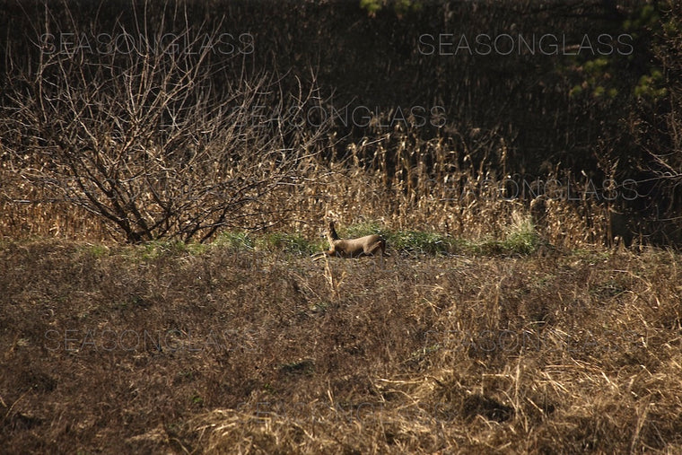 Water Deer