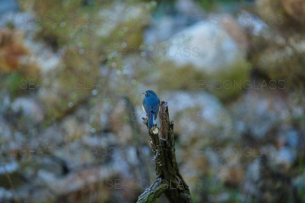 Red-flanked Bluetail