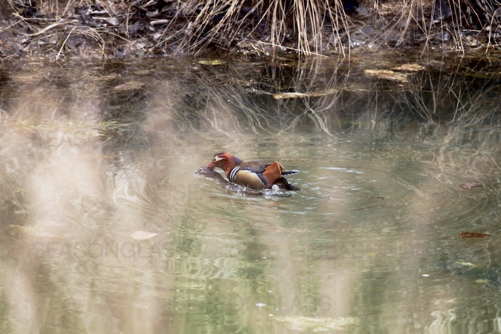 Pair of Mandarin Ducks