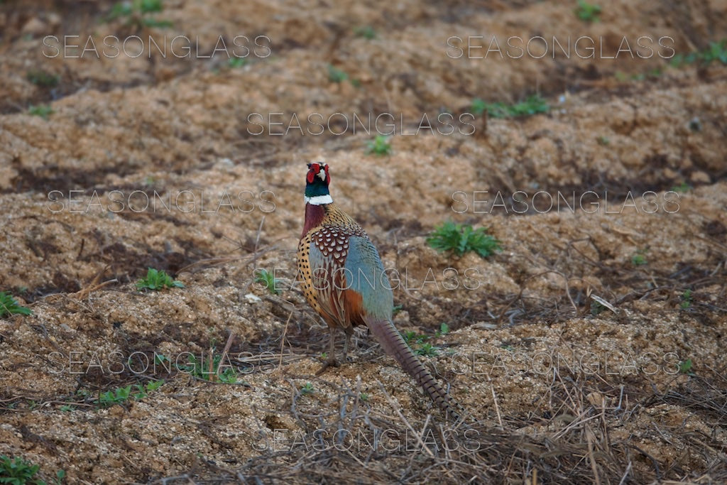 Cock Pheasant