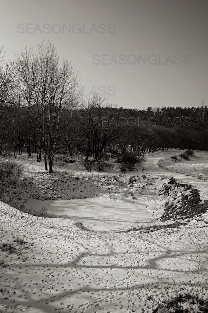 Woods in Winter