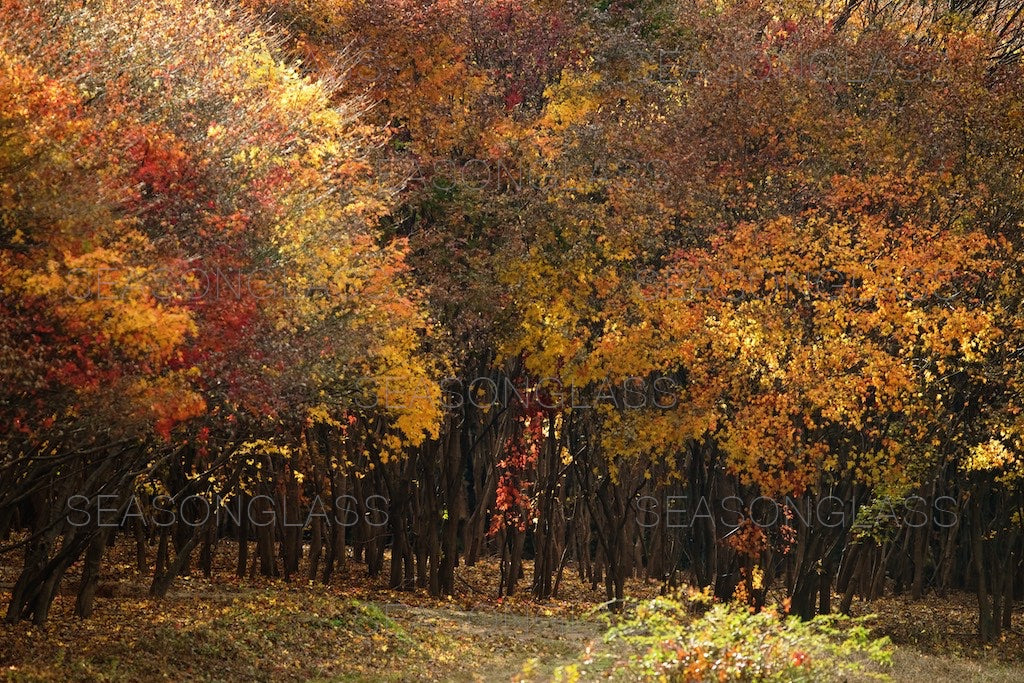 Maple Trees in Autumn