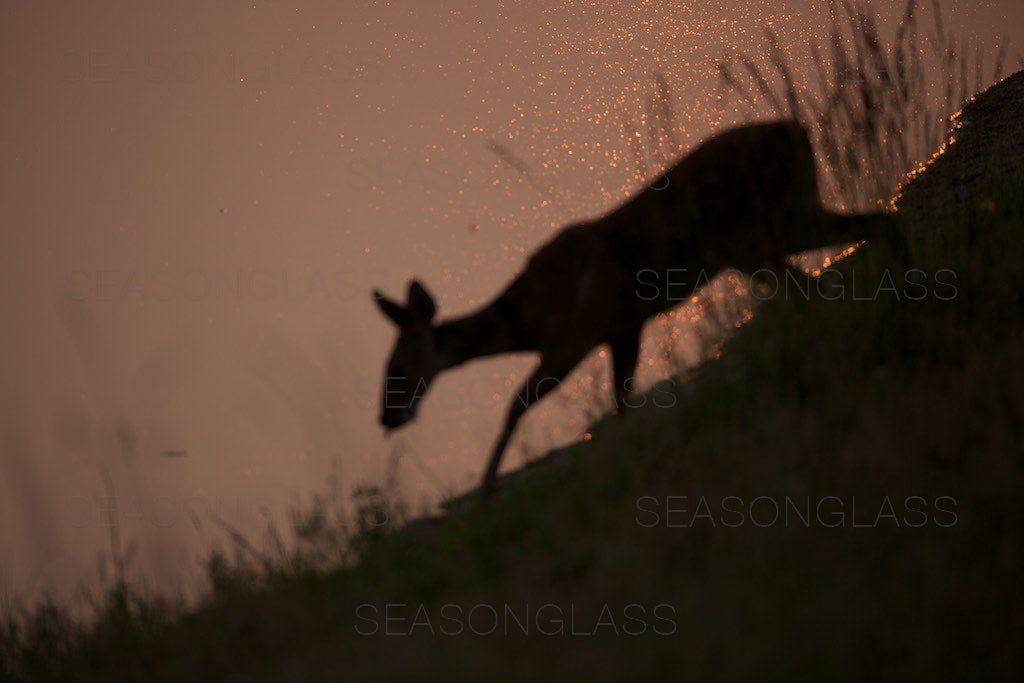 Water Deer