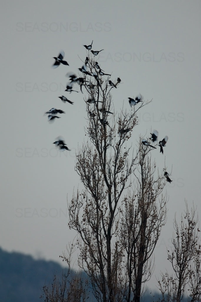 Magpies