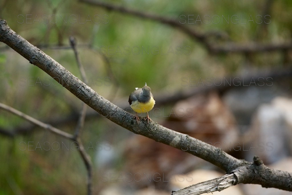 Grey Wagtail