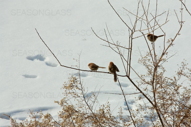Vinous-throated Parrotbills