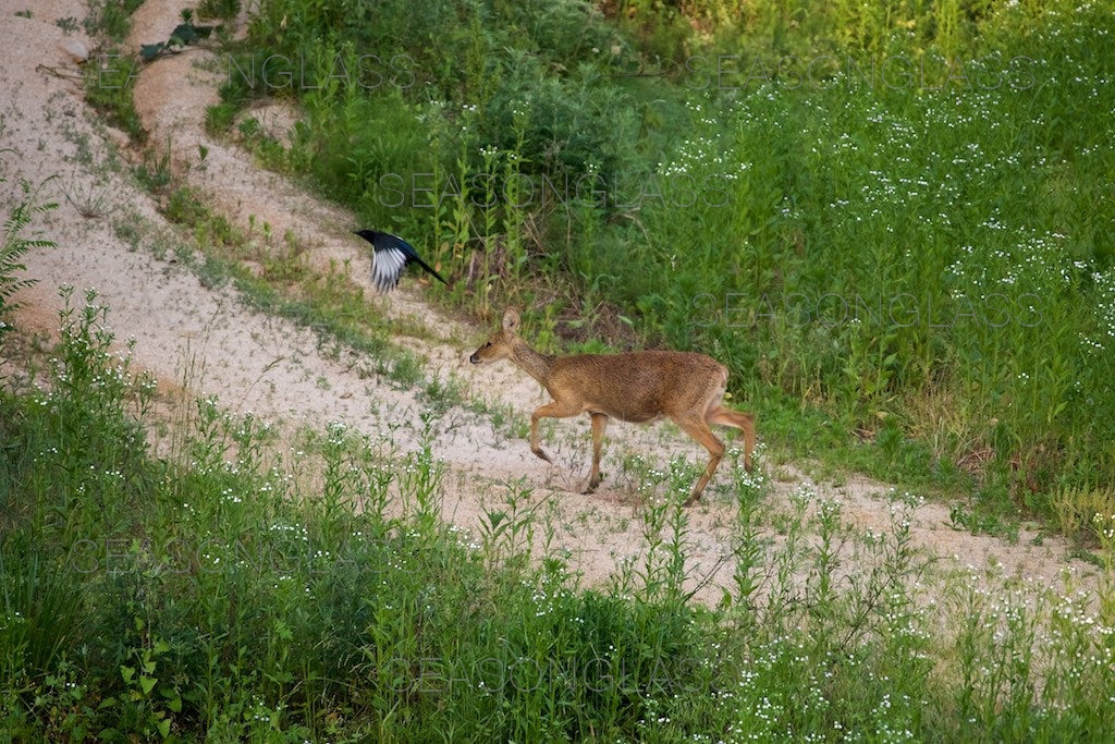 Magpie Harassing Water Deer