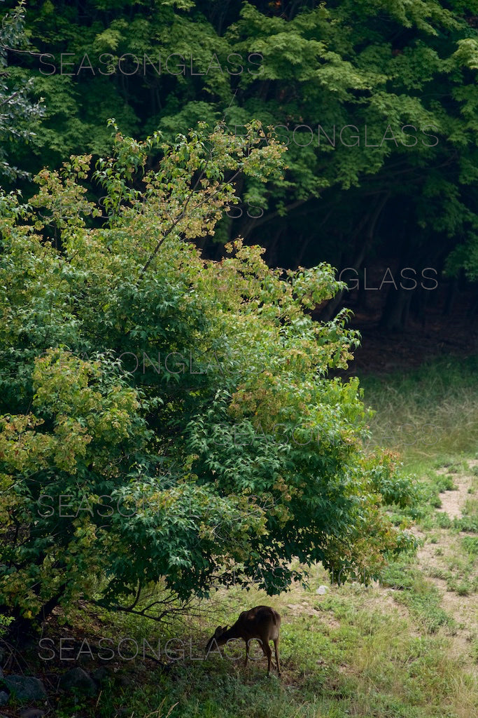 Water Deer