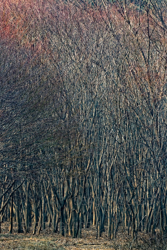 Maple Trees in Autumn