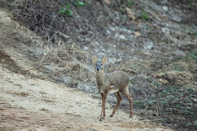 Water Deer