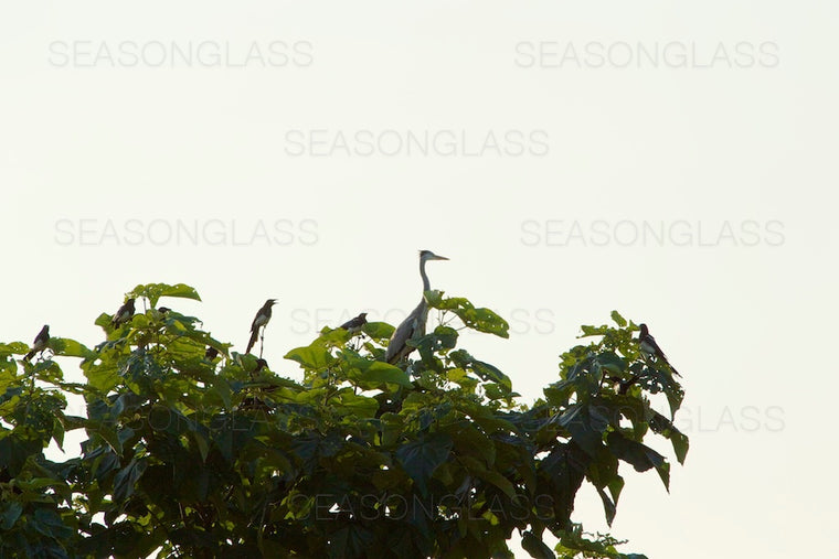 Grey Heron and Magpies