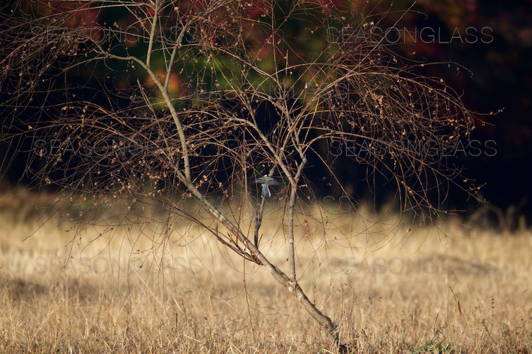 Great Tit