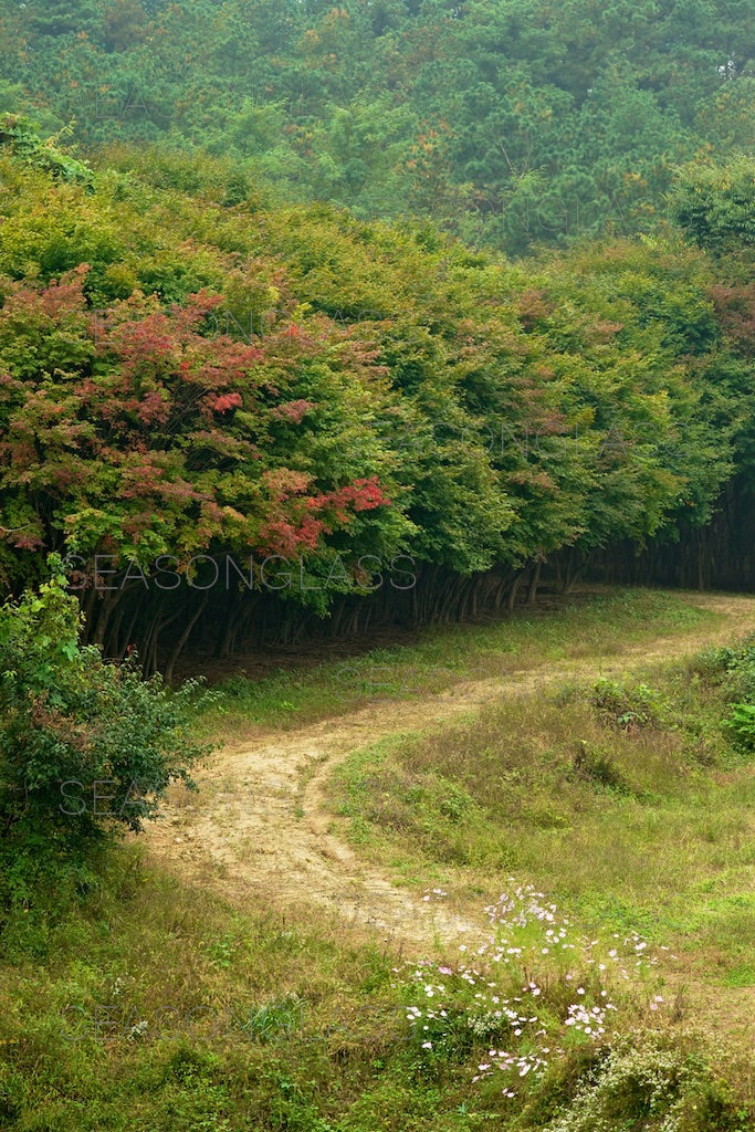 Woods in Autumn