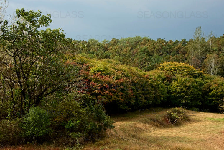 Woods in Autumn