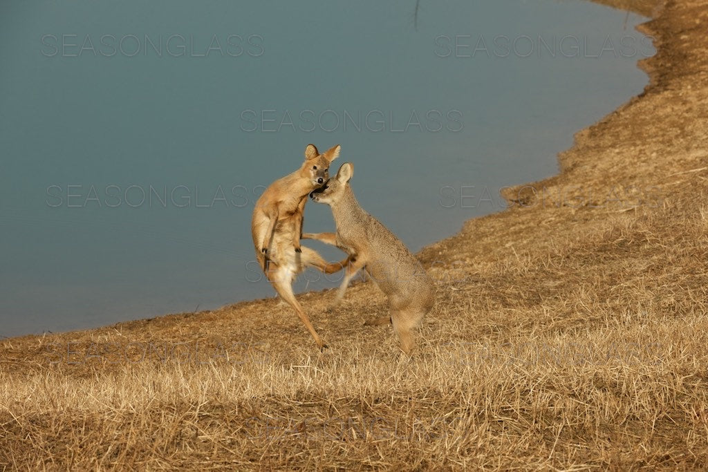 Water Deer